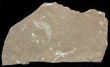 Ordovician Bryozoans (Chasmatopora) Plate - Estonia #49991-1